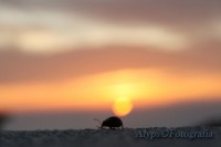 /album/natureza/por-do-sol-jpg/